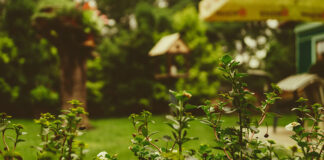 Akumulatorowe nożyce do żywopłotu