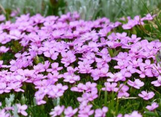 Jak zrobić dekoracje z mchu?