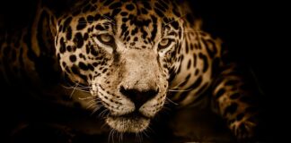 Ile kosztuje samochód Jaguar?