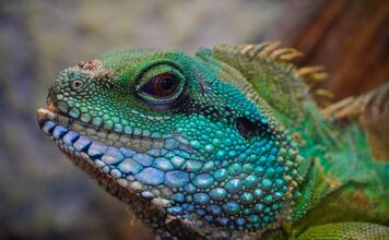 Ile gliny do terrarium?