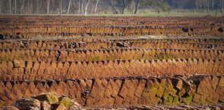 Czym można zastąpić torf?