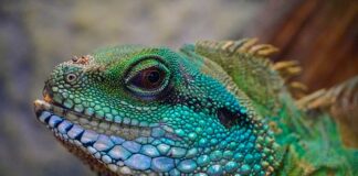 Czy mech z lasu nadaje się do terrarium?