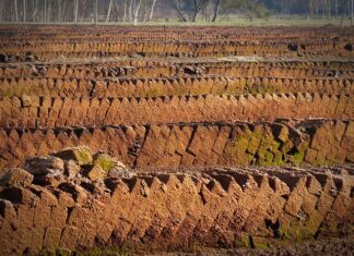 Gdzie kupić torf do terrarium?