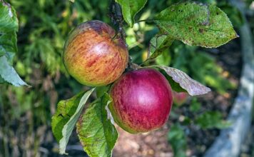 Co to jest podpuszczka i do jakich celów się ją używa w produkcji serów podpuszczkowych?