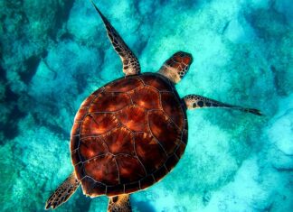 Co żółw powinien mieć w terrarium?