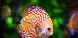 Jak sprawdzić czy kamienie nadają się do akwarium?