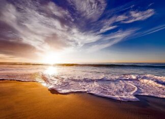 Czy rośliny rosną w piasku?