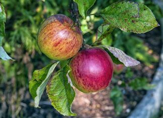 Po co podpuszczka do sera?