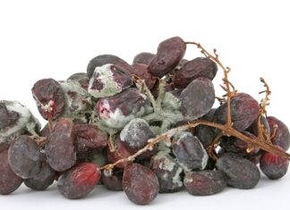 Jak zdezynfekować patyki do terrarium?