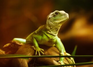 Jak długo może nie jeść agama brodata?