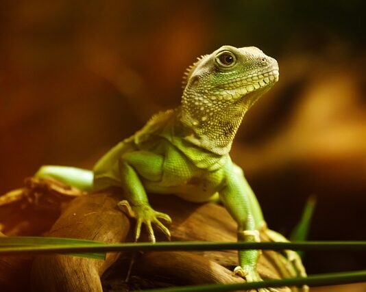 Jak długo może nie jeść agama brodata?