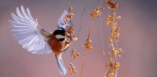 Czy można dać ptakom ugotowany makaron?