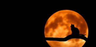 Dlaczego kot nie może jeść suchej karmy?