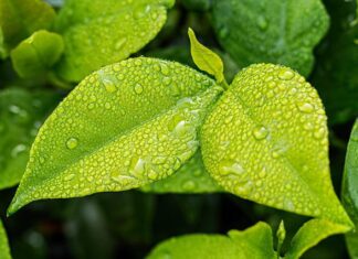 Co zatrzymuje wilgoć w glebie?