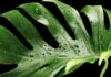 Czy Monstera nadaje się do terrarium? Czy Monstera nadaje się do terrarium?
