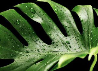 Czy Monstera nadaje się do terrarium?