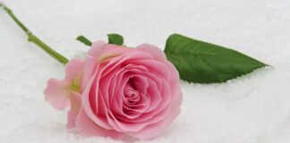 Kiedy zamawiać salę na komunię?