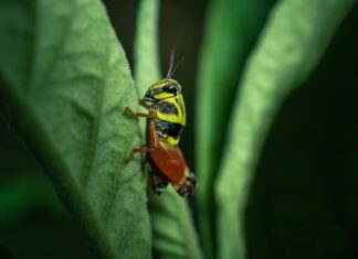 Co daje konik na biegunach?