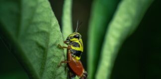 Jaki konik na biegunach dla dwulatka?