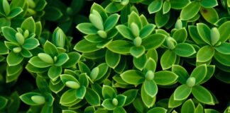 Czy Bell jest w Hebe?