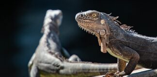 Czy w Polsce żyły dinozaury?
