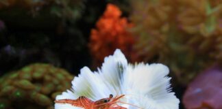 Akwarium dla krewetek Neocaridina i Caridina — parametry wody, podłoże, karmienie i rozmnażanie akwarium
