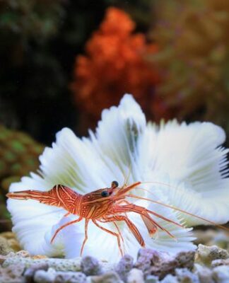 Akwarium dla krewetek Neocaridina i Caridina — parametry wody, podłoże, karmienie i rozmnażanie akwarium