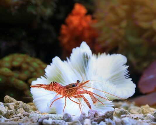 Akwarium dla krewetek Neocaridina i Caridina — parametry wody, podłoże, karmienie i rozmnażanie akwarium